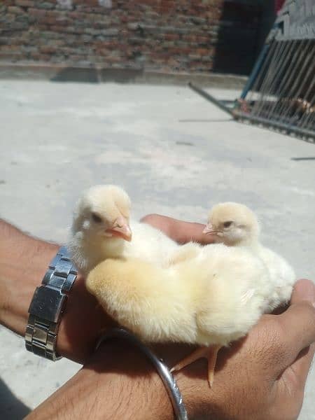 heera Chicks for sale 03089179667 4