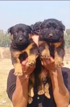 German Shepherd male female available for sale