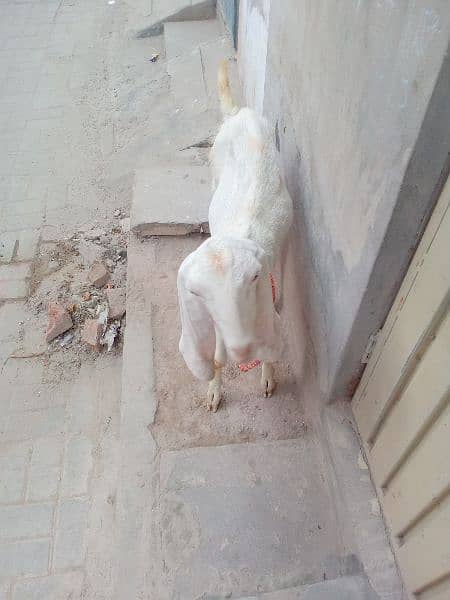 پٹھ بکری. white goat path bakri. dudh wali 4