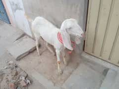 پٹھ بکری. white goat path bakri. dudh wali