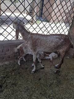 Goats | female | male | Babies | Makhi cheena |available