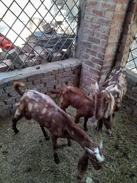Goats | female | male | Babies | Makhi cheena |available 1