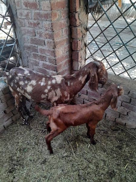 Goats | female | male | Babies | Makhi cheena |available 2