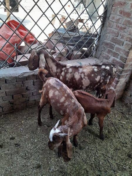 Goats | female | male | Babies | Makhi cheena |available 4