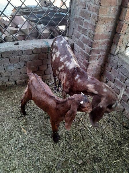 Goats | female | male | Babies | Makhi cheena |available 5