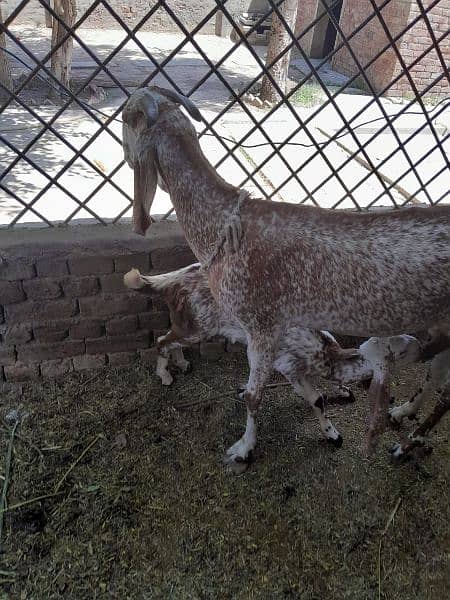 Goats | female | male | Babies | Makhi cheena |available 7