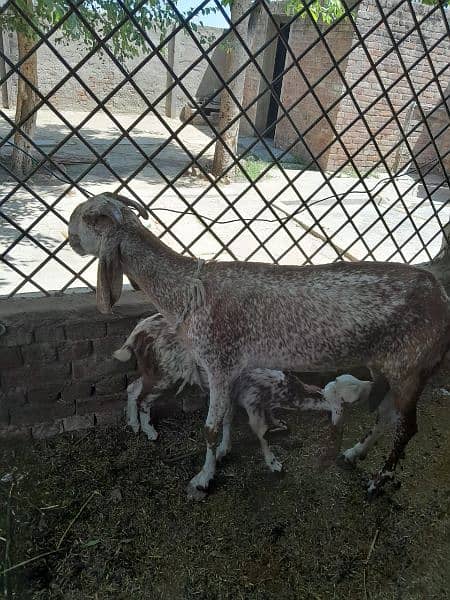 Goats | female | male | Babies | Makhi cheena |available 8