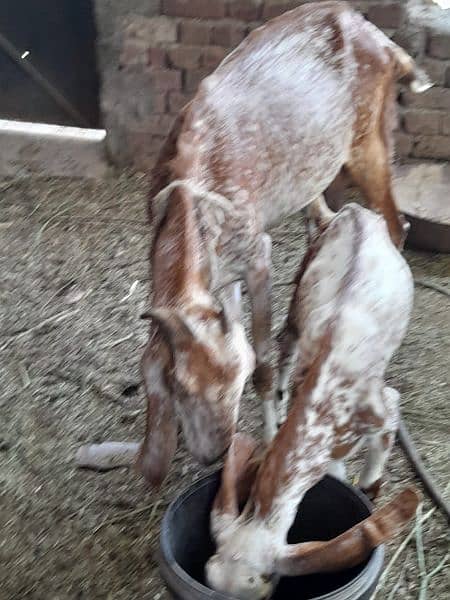 Goats | female | male | Babies | Makhi cheena |available 9