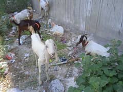 goats for sell demand 60 thousand price will be more nigoshible