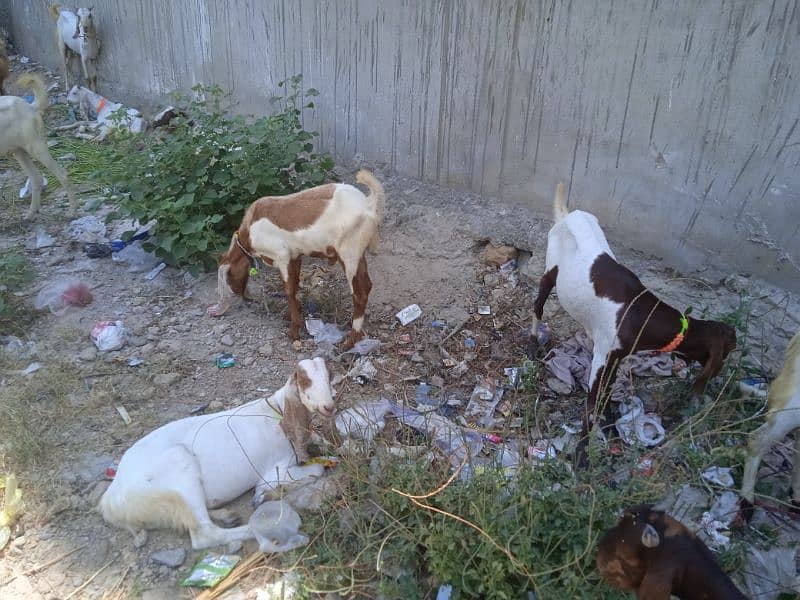 goats for sell demand 60 thousand price will be more nigoshible 1