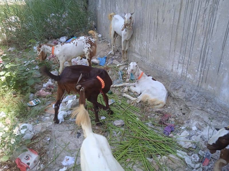 goats for sell demand 60 thousand price will be more nigoshible 2