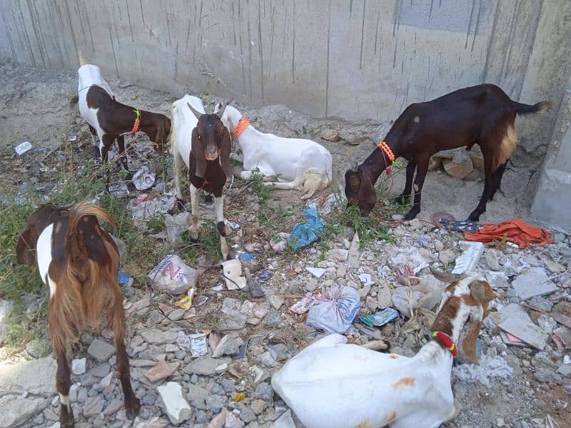 goats for sell demand 60 thousand price will be more nigoshible 3