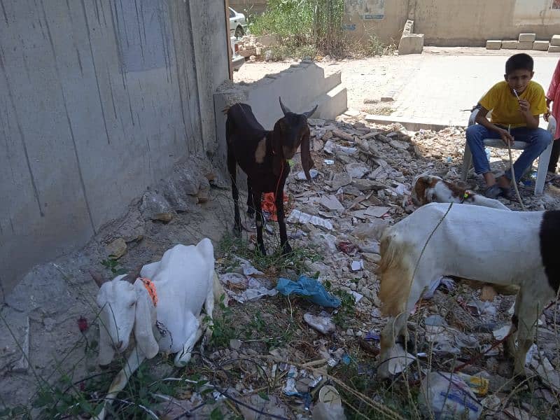 goats for sell demand 60 thousand price will be more nigoshible 4