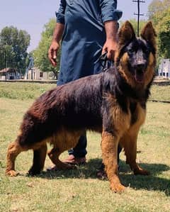 proper long caot full low back active male family dog for sale
