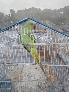 pakistani parrot for sale