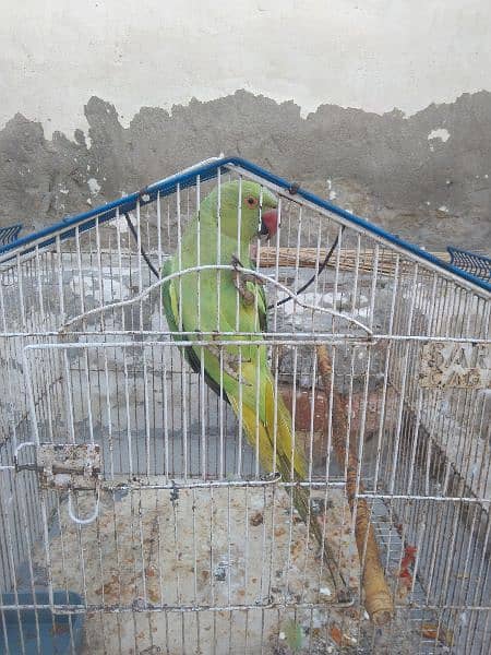 pakistani parrot for sale 1