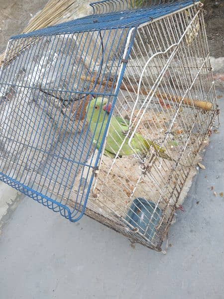 pakistani parrot for sale 2