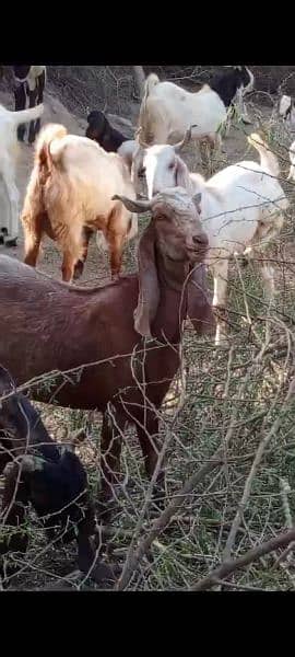 brilliant goats 9