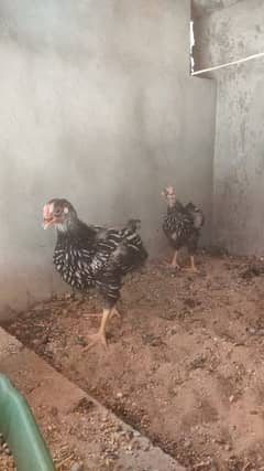 Wyandotte chicks & Eggs