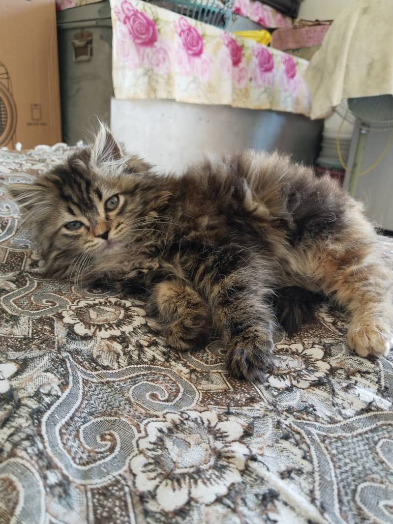 Persian Cat 5