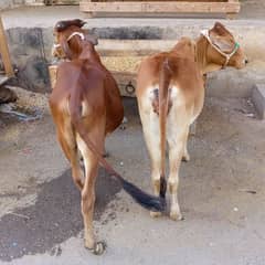 Best Cows and Bulls for sale.