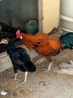 Aseel egg laying pair for sale