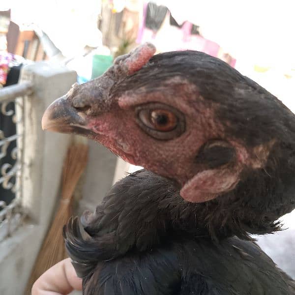 hens for sal 03288757562 9