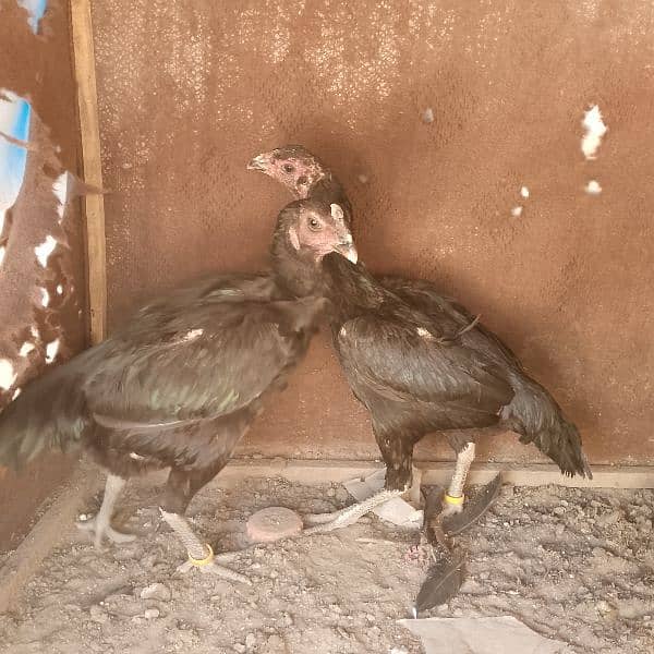 hens for sal 03288757562 13
