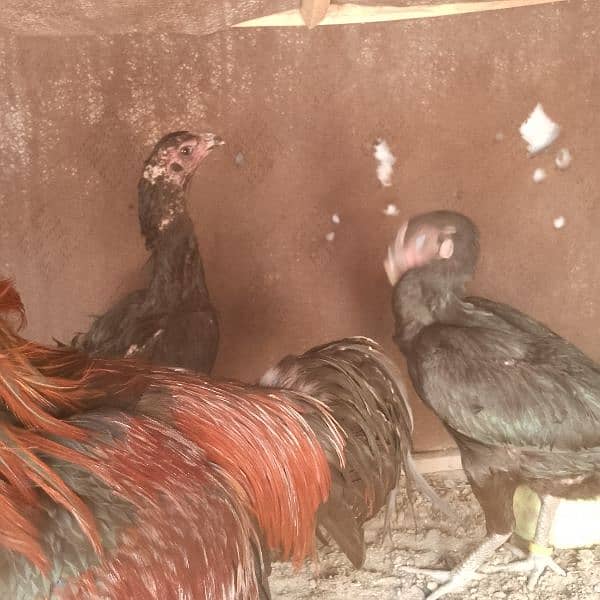 hens for sal 03288757562 14