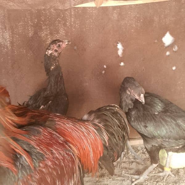 hens for sal 03288757562 15
