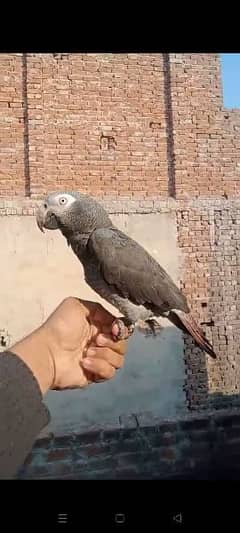 African gray parrot gray parrot parrot
