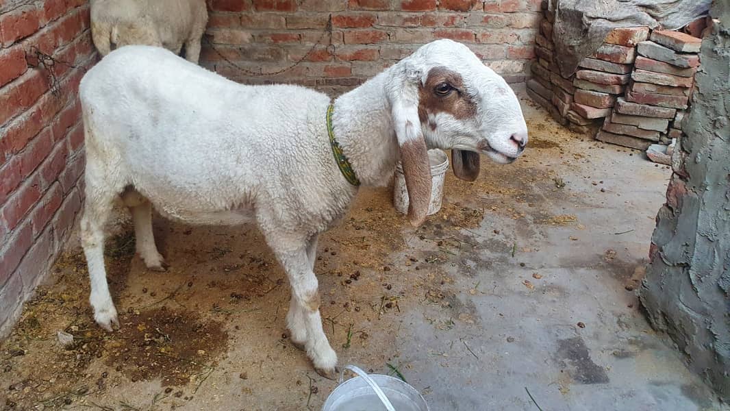 2 goats for sale 2