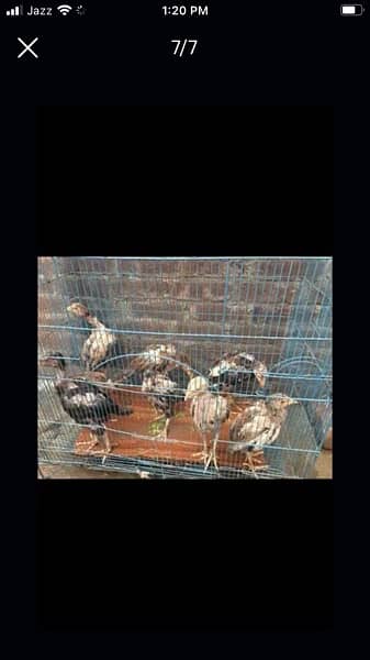 Aseel Murghi / Aseel Murgha / Aseel Chicks for sale / Hen  for sale 5