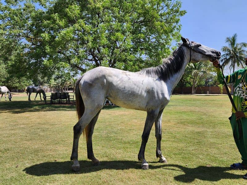 Elegant Thoroughbred Mare for Sale – Ideal for Riding and Breeding 1