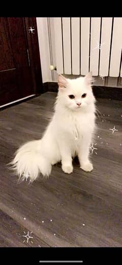 persian cat available for adoption