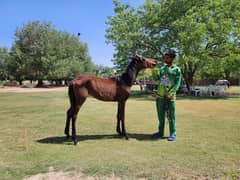 Thoroughbred Mare for Sale – Ideal for Riding and Breeding