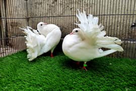 English Fantail Breeder Pair with one Chick