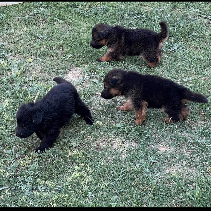 Puppies for sale urgent 7