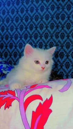 triple coated persian kitten for sale