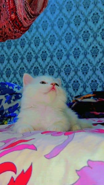 triple coated persian kitten for sale 1