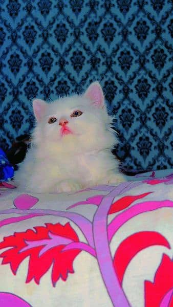 triple coated persian kitten for sale 2