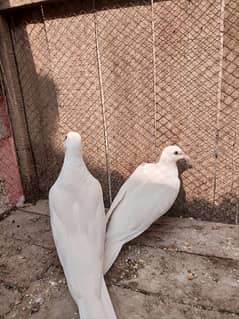 White Aseel / White Pair / White Doves/ khumray