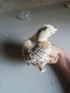 silver misri chicks 25 days