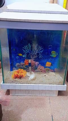 new aquarium 0