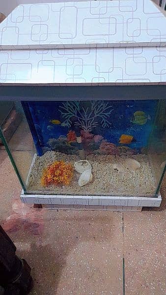 new aquarium 1
