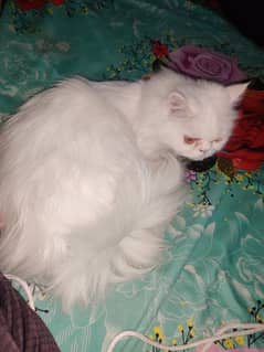 pure Persian extreme punch face Triple coat pair