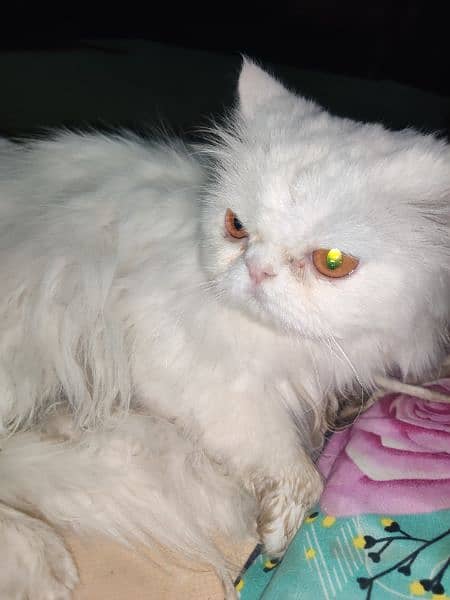 pure Persian extreme punch face Triple coat pair 1