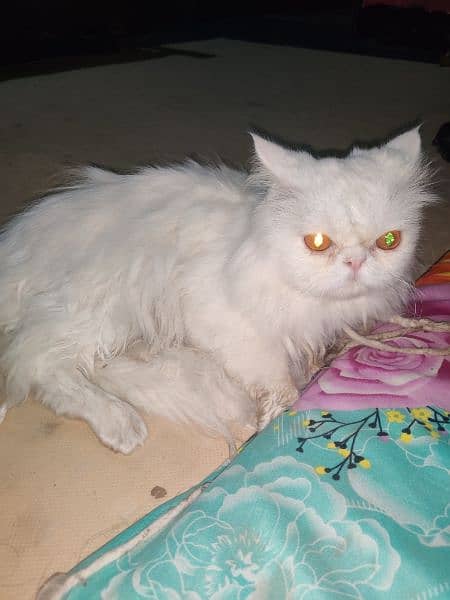 pure Persian extreme punch face Triple coat pair 2