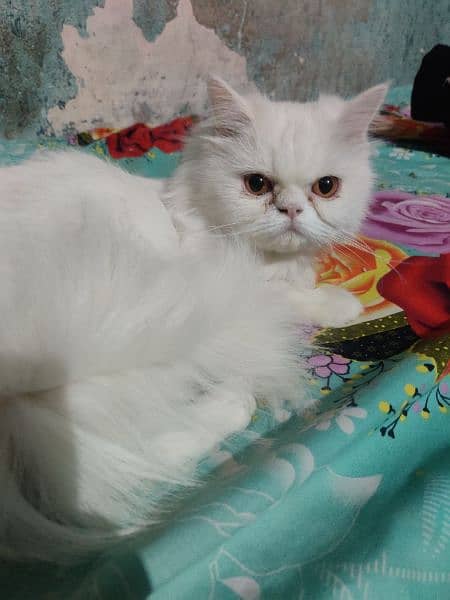 pure Persian extreme punch face Triple coat pair 3
