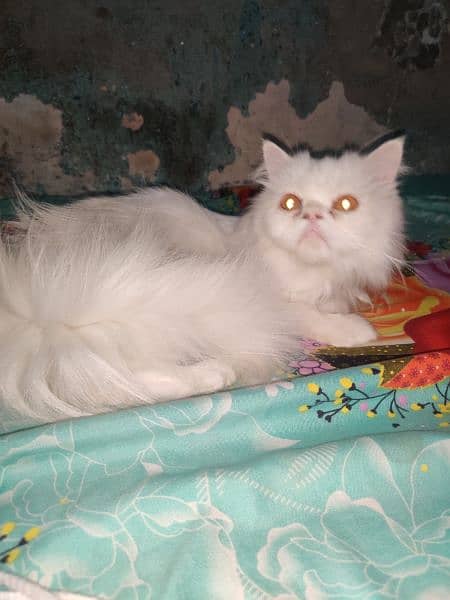 pure Persian extreme punch face Triple coat pair 4